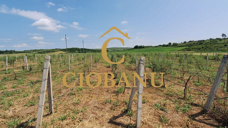 Teren intravilan cu PLANTATIE DE GOJII de vanzare in Racari - Poză 4