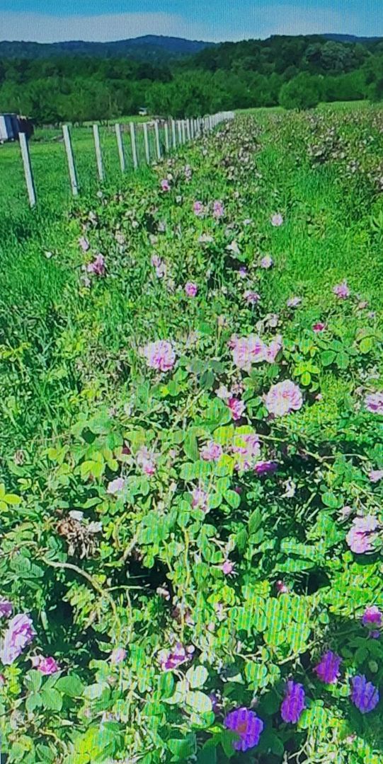 TEREN CU PLANTAȚIE DE TRANDAFIRI ,,ROSA DAMASCENA,\ \CARANSEBEȘ\JUD.CS - Poză 8