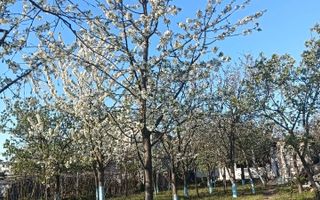 Vila 9 camere***gradina cu pomi fructiferi//1085 mp teren***Dragomiresti-Deal - Poză 2