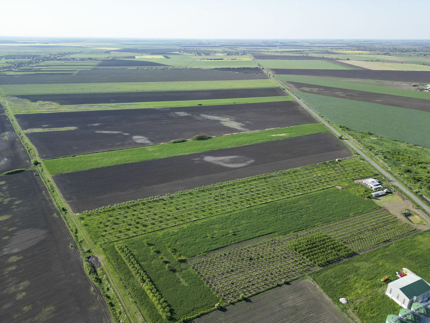 Livadă de nuci și pruni 2.4ha în Variașu Mare - Poză 9