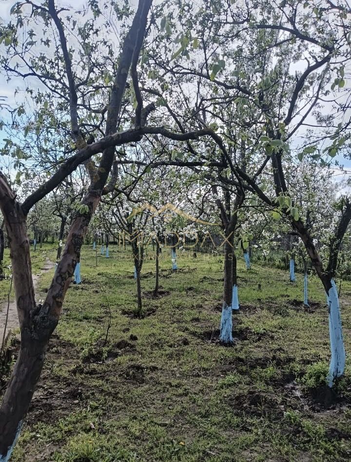 Vila 9 camere***gradina cu pomi fructiferi//1085 mp teren***Dragomiresti-Deal - Poză 21