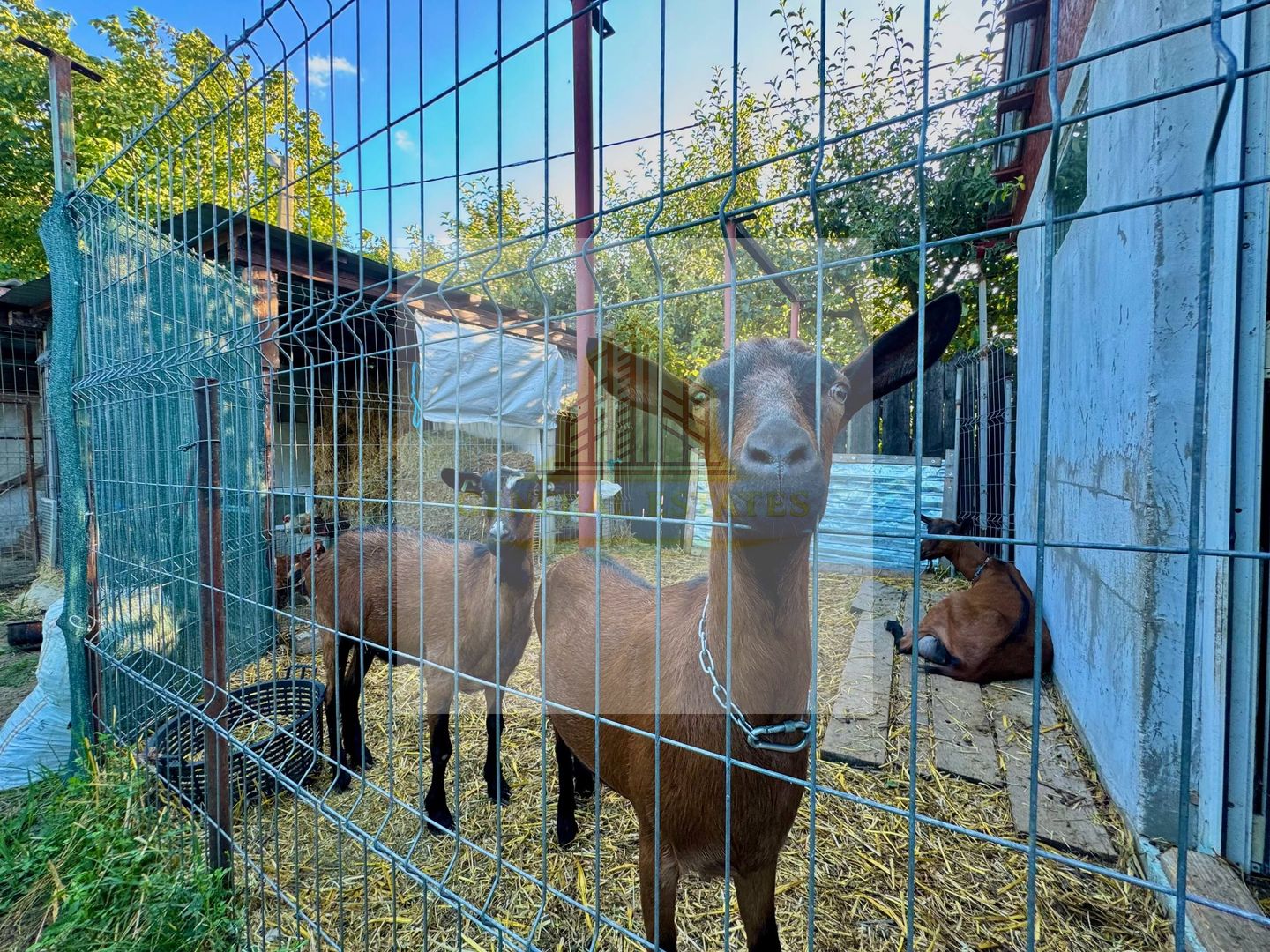 Vânzare Casă  D+P+E - 230 m.p. - Bucium - Poză 20