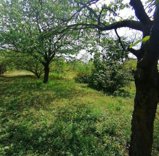 Casa 3 camere + Anexe, garaj, teren 2500 m2, an 1974, CT, Magurele, PH - Poză 12