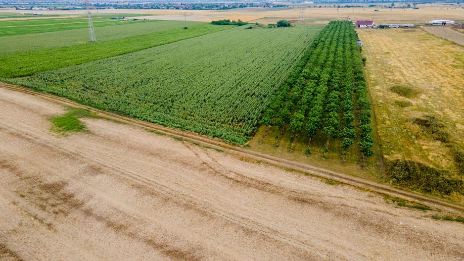 Teren cu plantație de arbori Paulownia, 1.25 ha - Poză 4