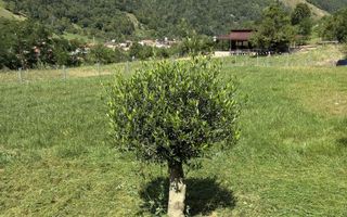 Teren Intravilan | 1053MP | Râu Sadului - Poză 5