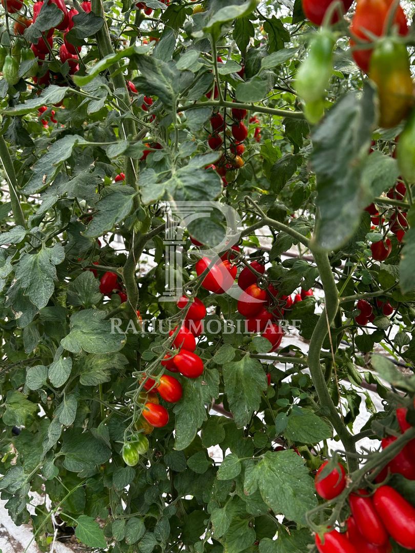 Complex agroindustrial de închiriat | Sere 3.300 mp - Poză 6