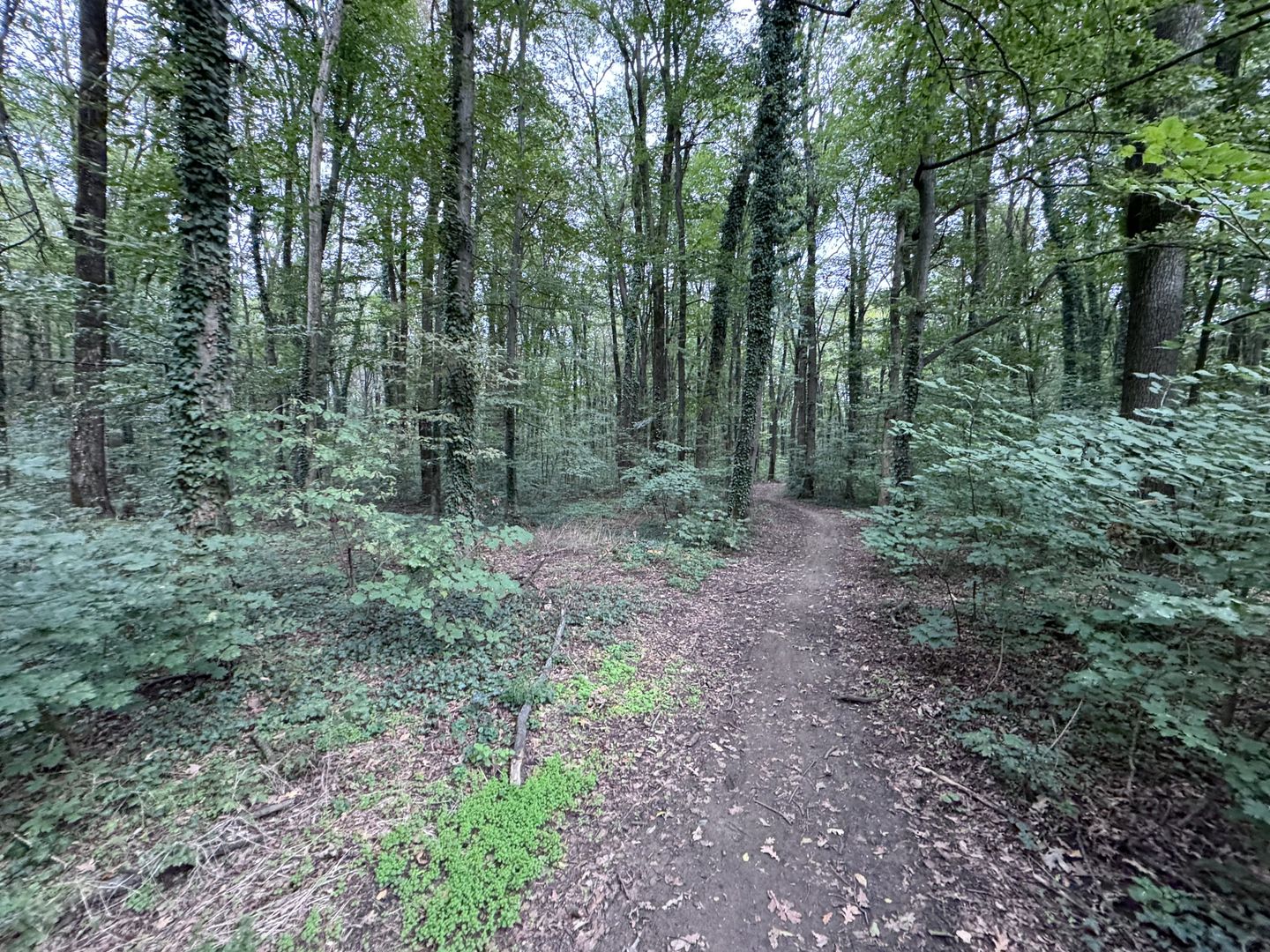 46644 mp teren in Padurea Baneasa proiect exclusivist - Poză 7