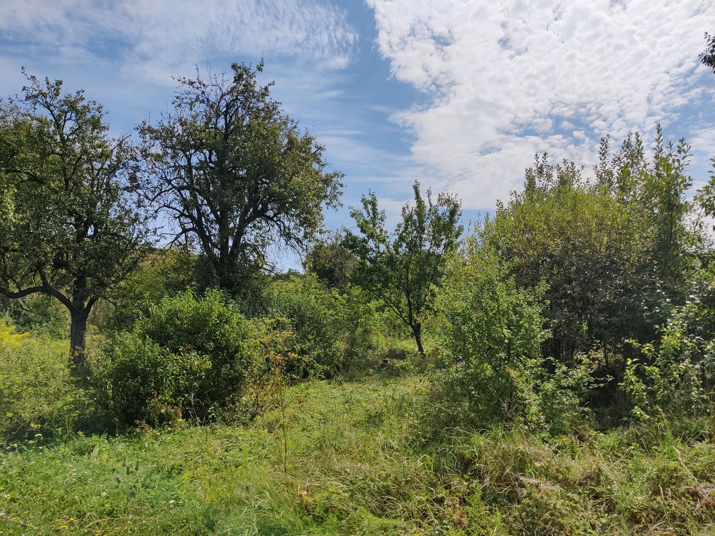 Teren constructii 1425 mp plus 380 mp, cu casa demolabila, COMISION 0 - Poză 6