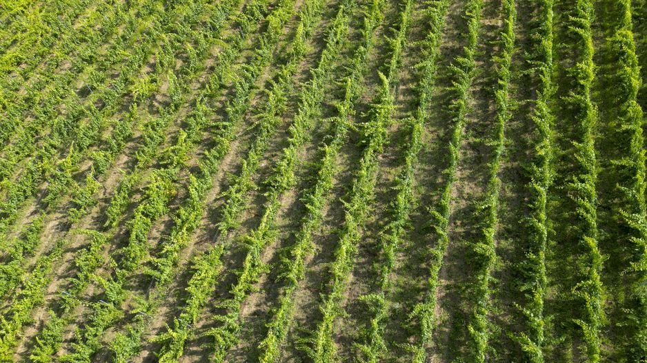 Vie Tradițională „Halta Lupilor” - Poză 50