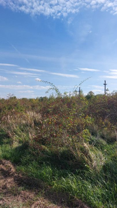 Vanzare teren industrial, zona Vama - Arpechim - Poză 1