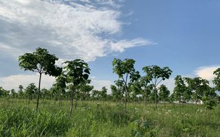 Loturi de teren pentru constructii de case in Paradise Valey - Poză 1