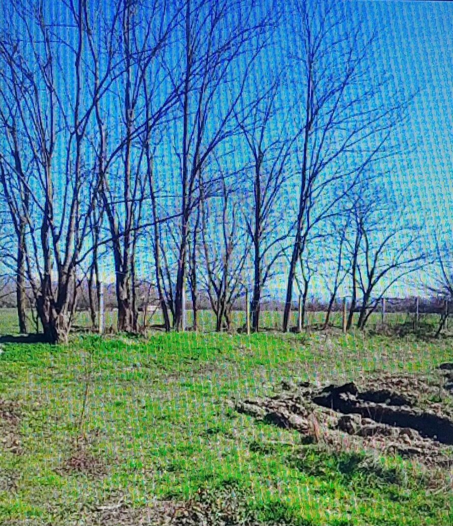 TEREN CU PLANTAȚIE DE TRANDAFIRI ,,ROSA DAMASCENA,\ \CARANSEBEȘ\JUD.CS - Poză 7