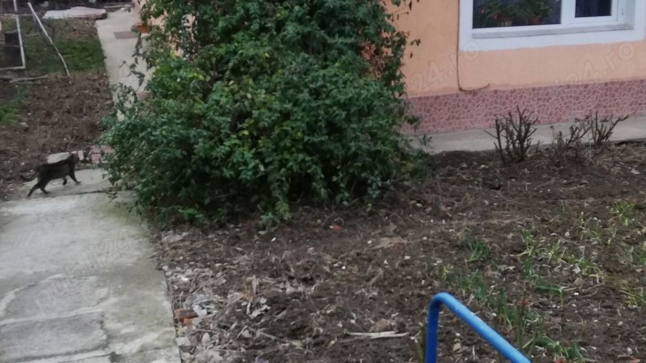 Casa de vânzare cu teren - Poză 3