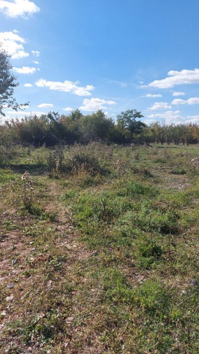 Teren de vanzare Smeura strada Prunilor - Poză 5