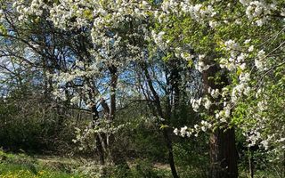 Casa individuala  - vedere spre padure - Parcul Sub Arini - Poză 39
