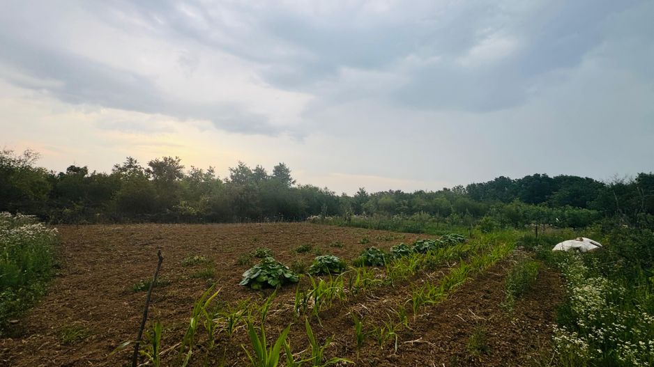 Teren intravilan de vânzare Paleu, zona Piersicilor langa padure - Poză 4