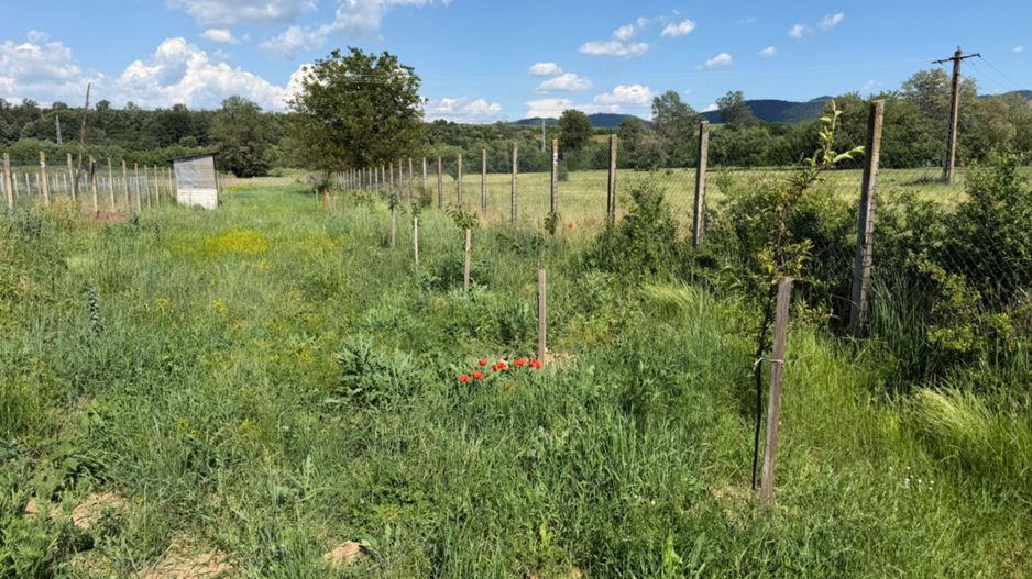 Teren intravilan, 2300mp - Vinerea ( Cugir ) - Poză 2