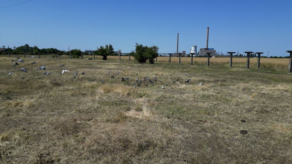 Tern intrevilan 4003 mp - Poză 18