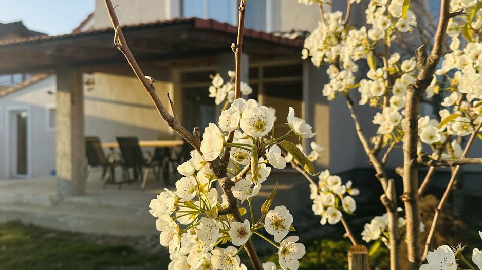 Vila individuala Sacalaz | 5 camere 191 mp, teren 503 mp | Comision 0% - Poză 26