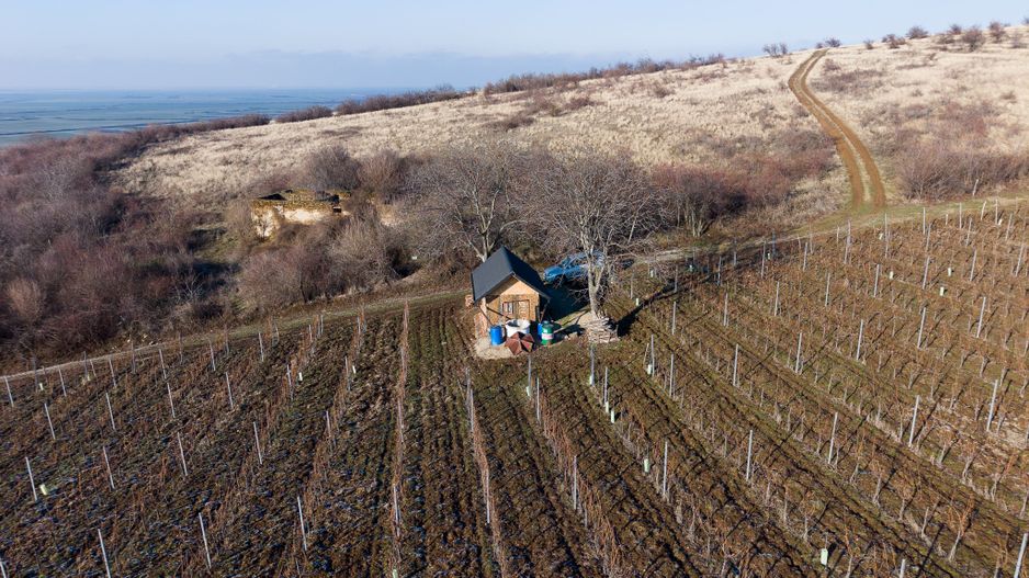 Vita-de-vie Premium  teren de 6800 mp în Covăsinț - Poză 6