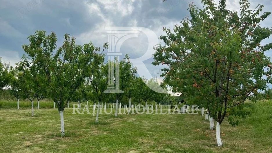 De vanzare | Teren intravilan 1500 mp | Cordau | Cu livada - Poză 2