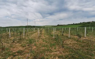 Teren intravilan cu PLANTATIE DE GOJII de vanzare in Racari - Poză 12