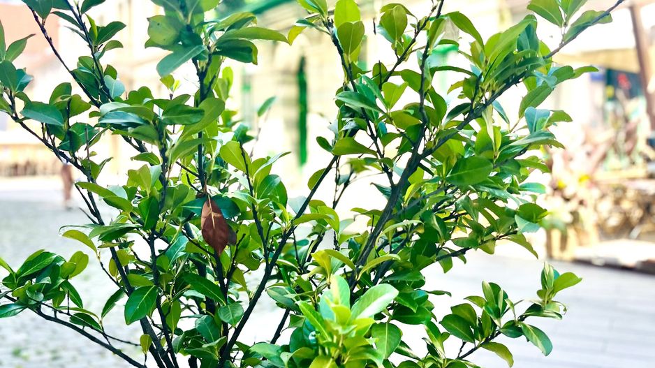 Apartament 2 camere, renovat, in Piața Unirii - Poză 20