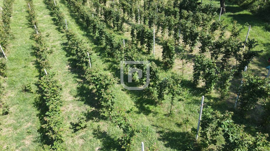 Ferma agricola, plantatii de mure, trandafiri, vita-de-vie - Poză 3