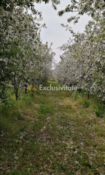 De Vânzare Casă Valea Vinului - Poză 15