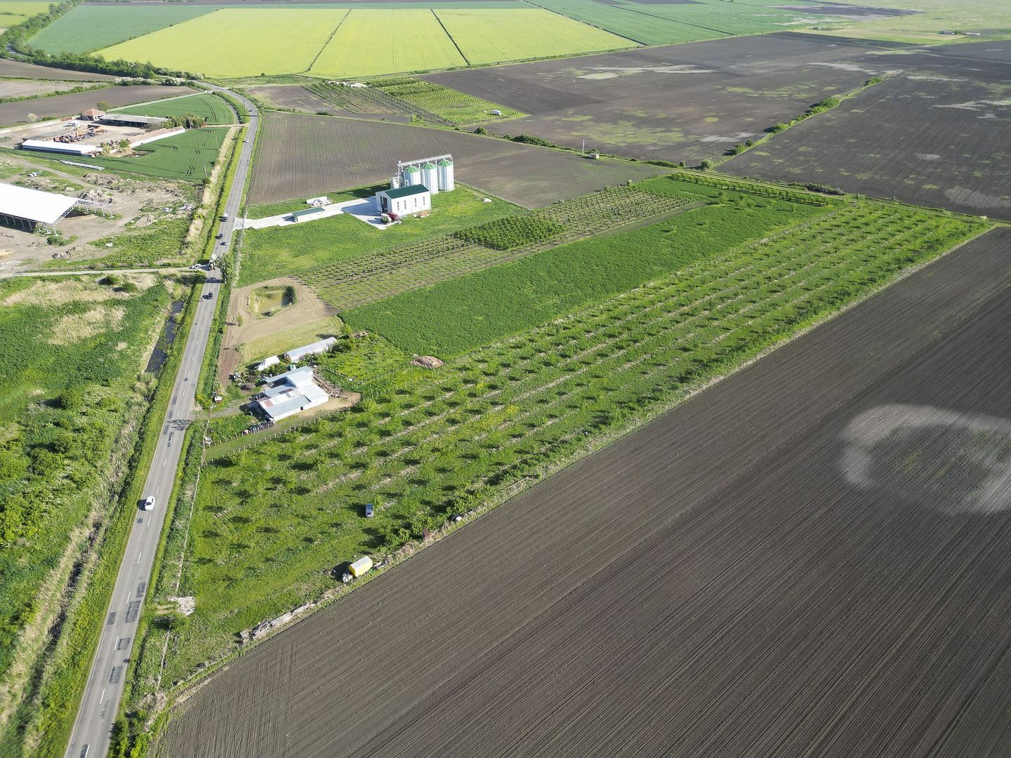 Livadă de nuci și pruni 2.4ha în Variașu Mare - Poză 16