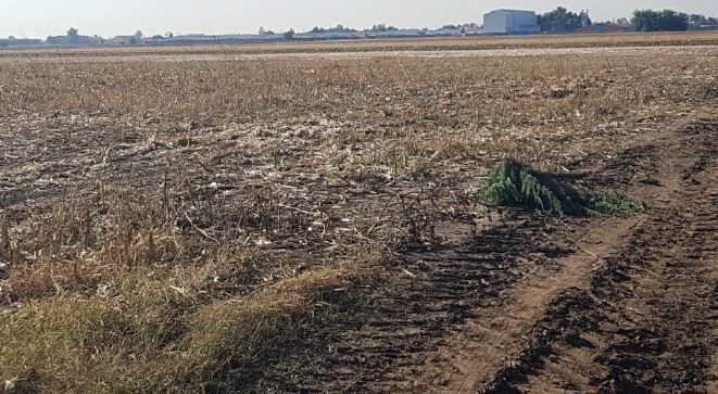 teren Afumati - Poză 2