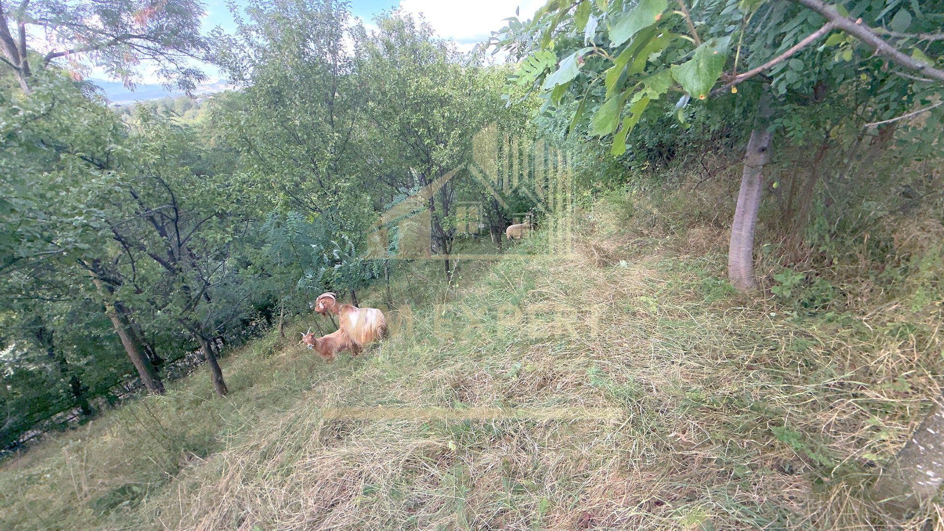 CASA 3 CAMERE TEREN 7770 MP BOTENI ARGEȘ - Poză 16