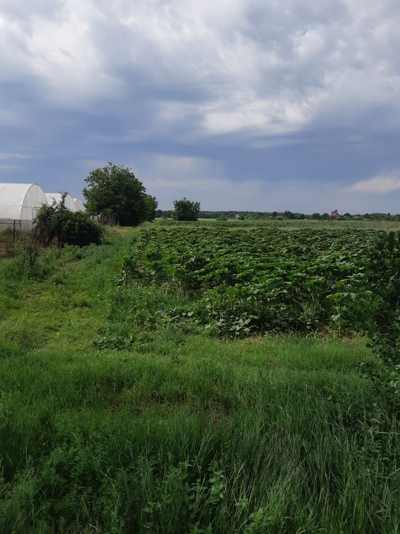 Teren 10.000 mp (1 ha) – Siliștea Snagovului – acces drum comunal – investiție - Poză 1