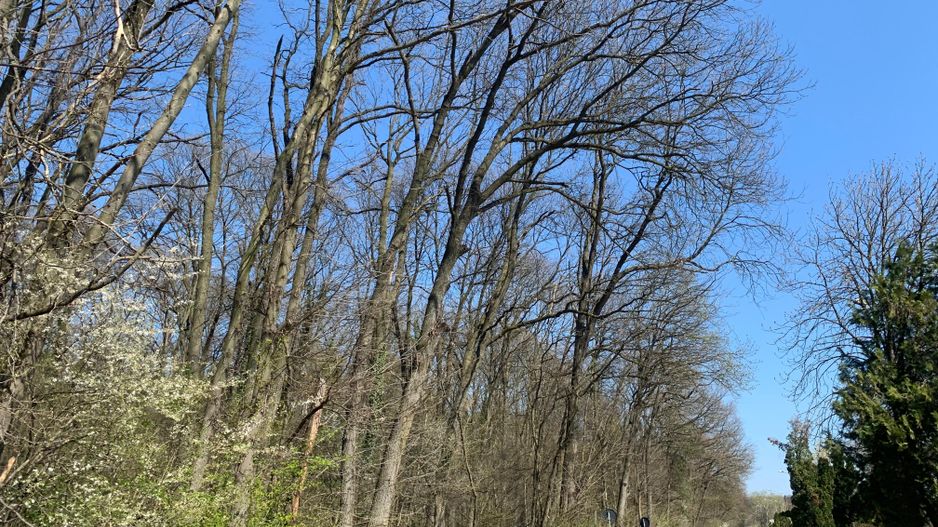 192842 mp teren in Padurea Baneasa proiect exclusivist - Poză 4