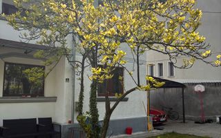 CASA VANZARE  | ULTRACENTRAL | TEREN 600 MP - Poză 6