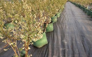 Afacere agricolă la cheie | Plantație afine | Solarii | 18.800 mp - Poză 4