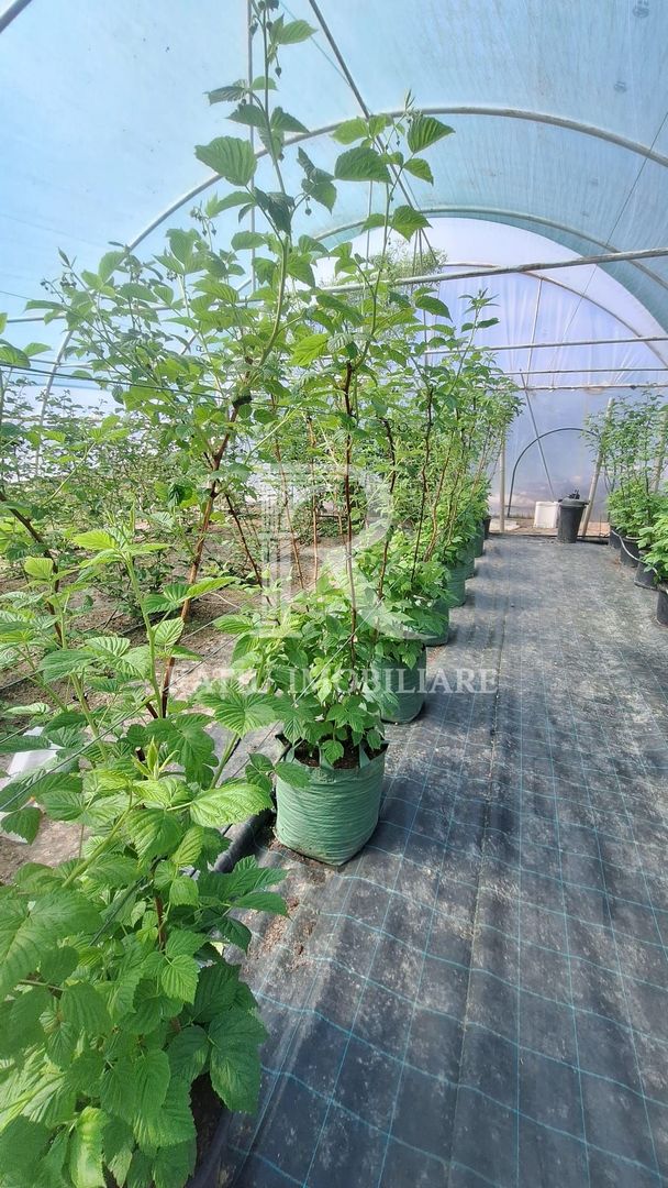 Afacere agricolă la cheie | Plantație afine | Solarii | 18.800 mp - Poză 3
