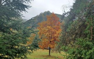 Teren de vis de vanzare in Remeti-Bihor-27p0 mp - Poză 8