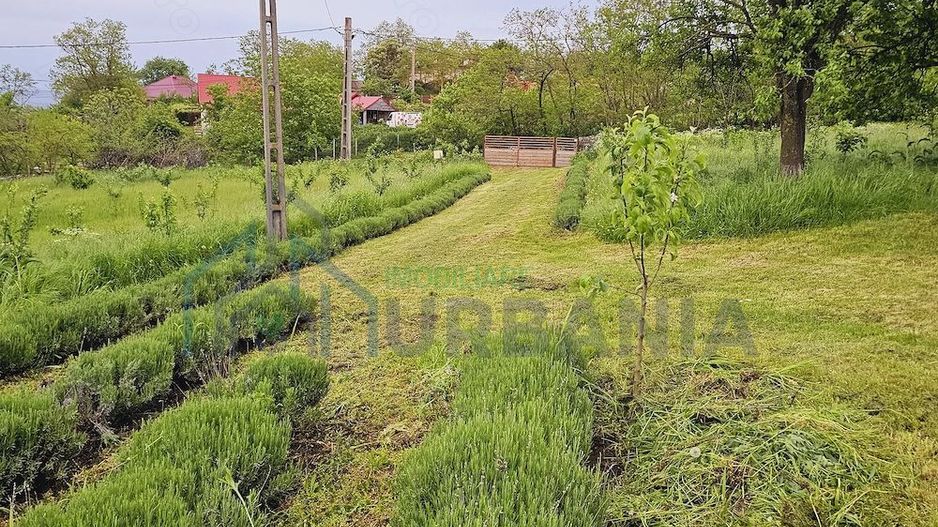 Casă cu teren intravilan de 5000 mp, livadă tânără și vie productivă, în Roșu, comuna Răducăneni, județul Iași - Poză 7