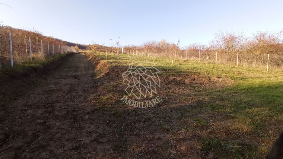 Teren intravilan 2700 mp-ideal case/investitie-Viisoara - Poză 2