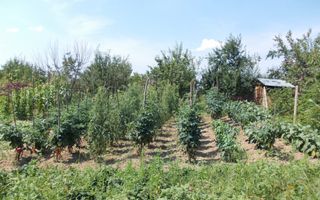 Casă de vânzare în Picioru Lupului, comuna Ciurea – Gospodărie autosuficientă, la marginea pădurii - Poză 4
