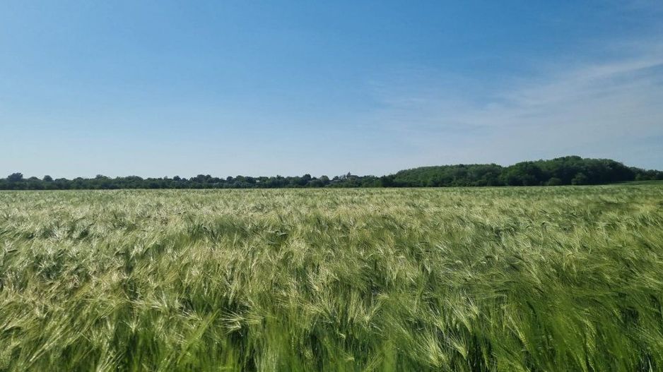 Ferma de Cultura Mare 1100 HA - Poză 11