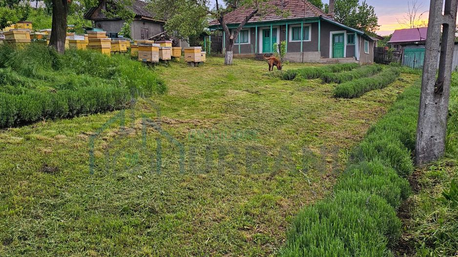 Casă de vânzare în satul Roșu, comuna Răducăneni, județul Iași – teren 5.000 mp cu livadă și vie - Poză 1