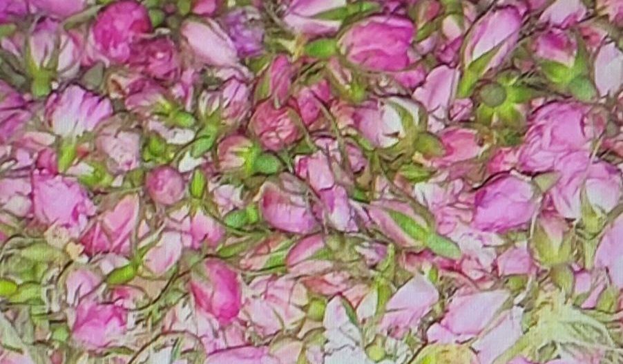 TEREN CU PLANTAȚIE DE TRANDAFIRI ,,ROSA DAMASCENA,\ \CARANSEBEȘ\JUD.CS - Poză 13
