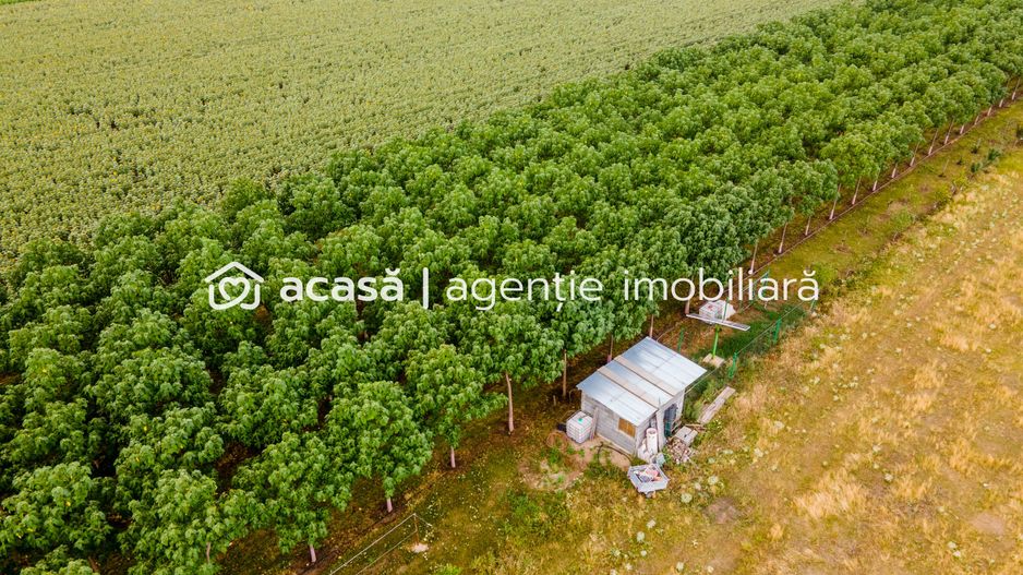 Teren cu plantație de arbori Paulownia, 1.25 ha - Poză 2