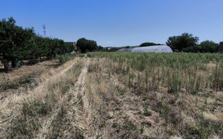 Teren intravilan Biharia 11058 mp - Poză 4