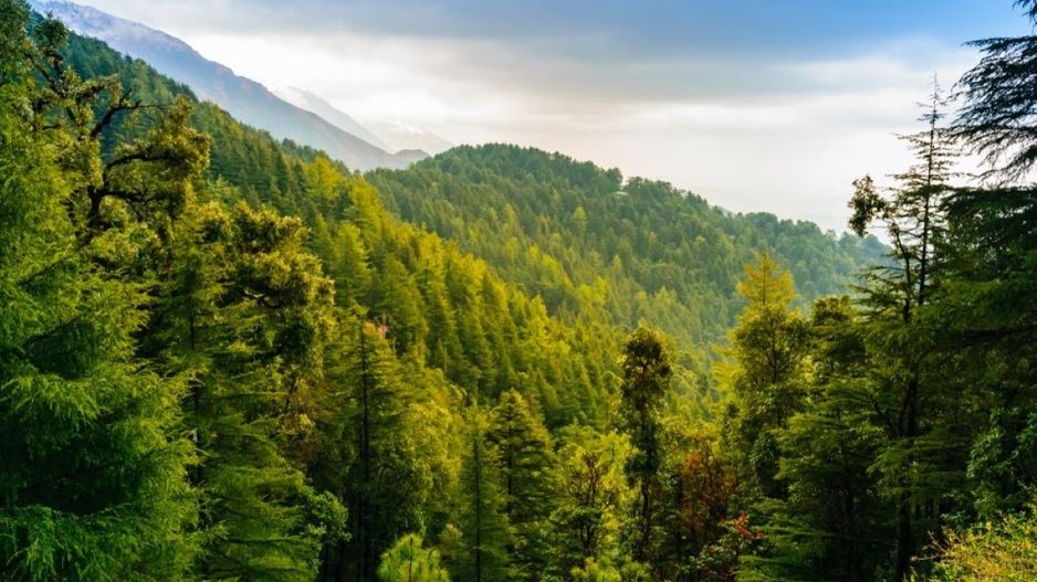 530 Ha pentru Reîmpădurire – Investiția Verde a Deceniului! - Poză 1