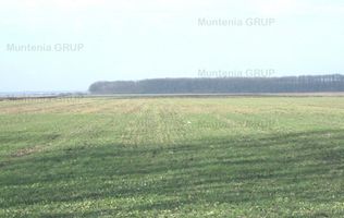 AFUMATI - Tarla 9, teren agricol in suprafata de 35.000 mp.