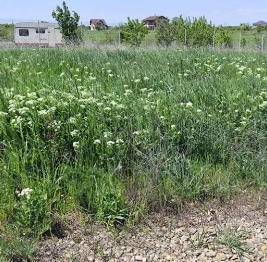 Teren intravilan Peris | 400 mp | Oportunitate investitie - Poză 8