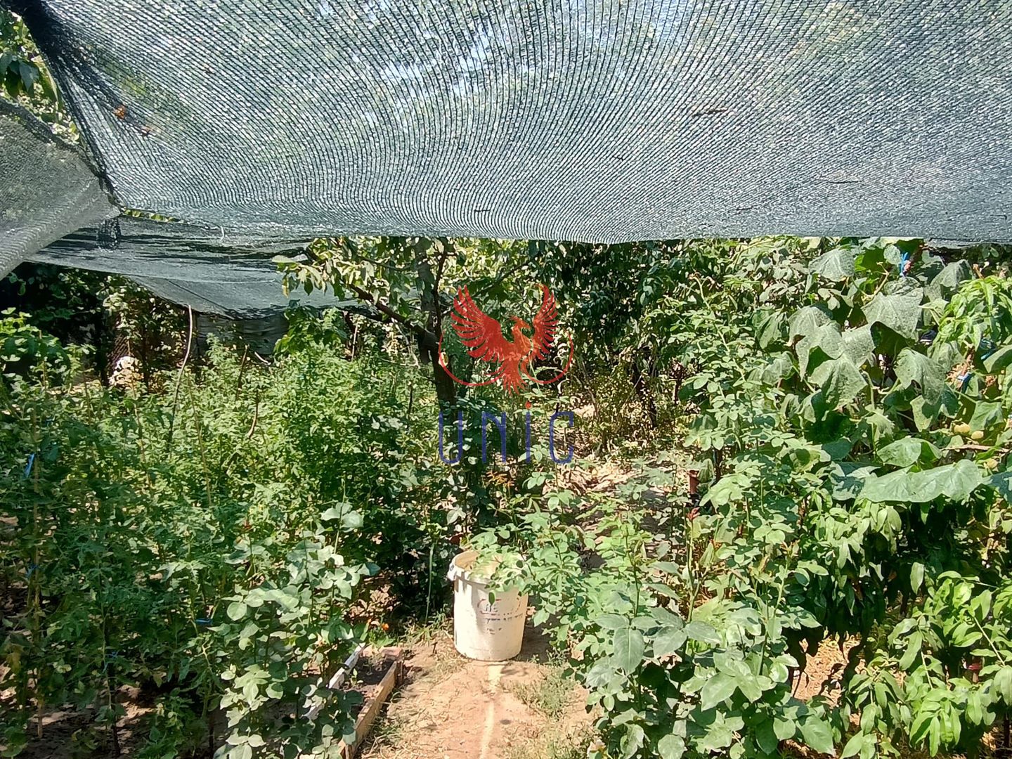 Teren 980 mp, 2 deschiderizona Drumul Muntenilor pret excelent - Poză 4